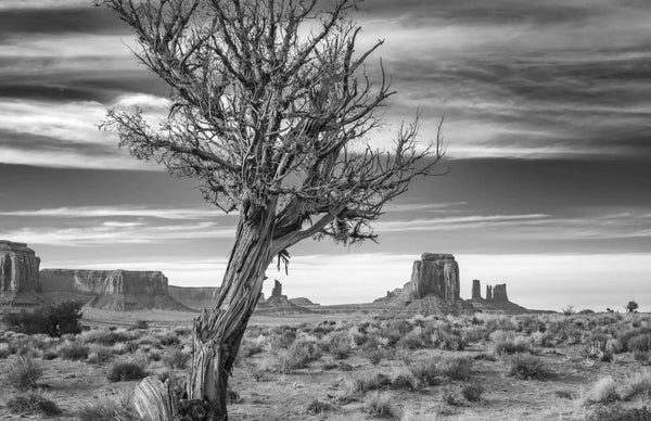 The Dead Tree View - Digital Download