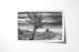 The Dead Tree - Monument Valley